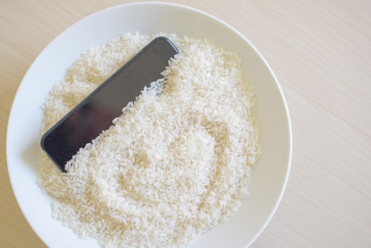 riz cultivés en France
